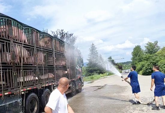 眼見一車生豬被救，長(zhǎng)途司機(jī)李師傅終于松了口氣 (1)_副本.jpg