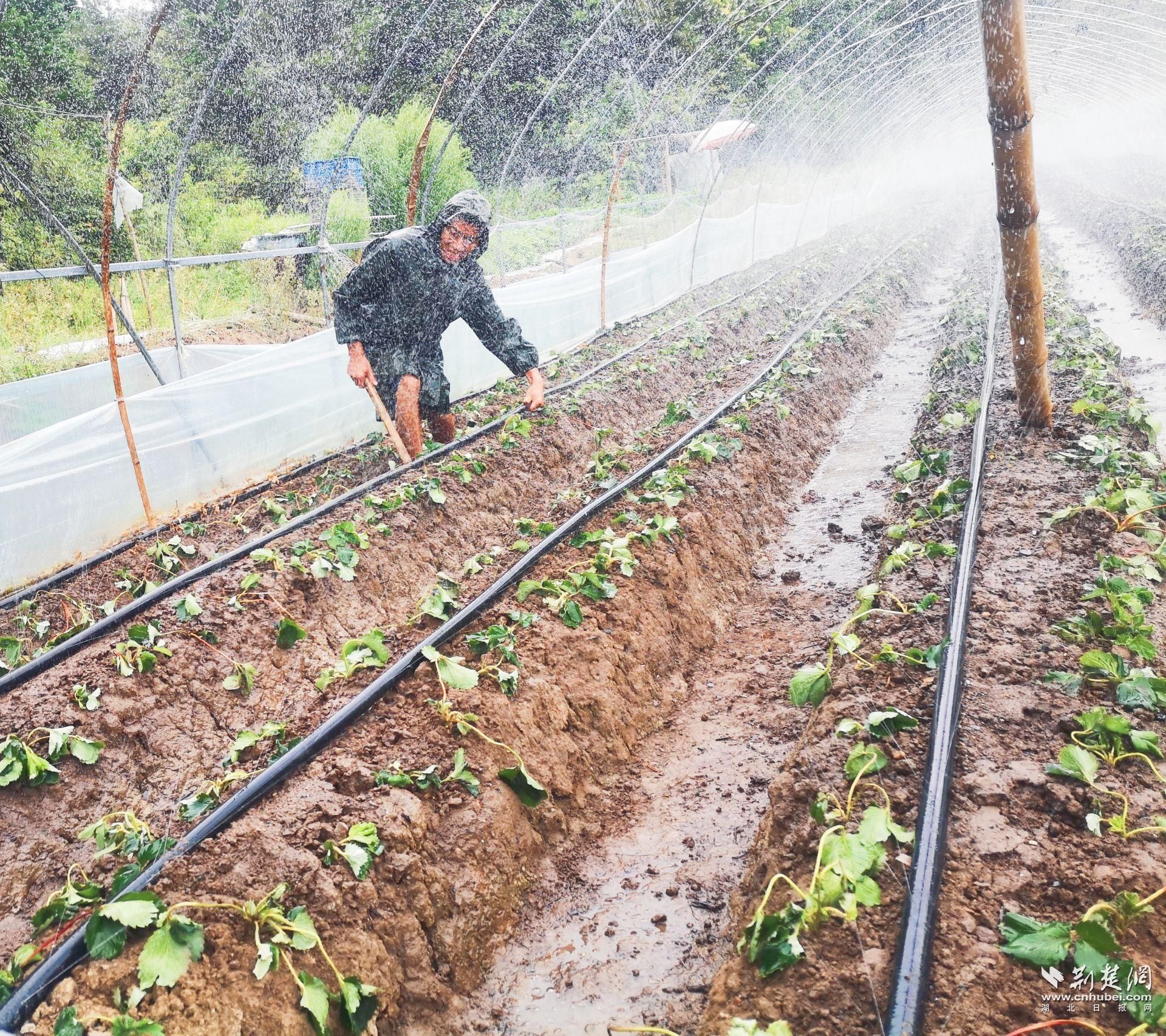利用地管給草莓噴水降溫保苗。.jpg.jpg