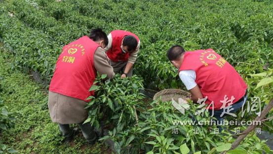 在板橋鎮(zhèn)穿洞村線陽組的蔬菜基地里，黨員羅少登正帶領(lǐng)村民們一起采摘包包菜和辣椒。楊玉濤供圖.png.png