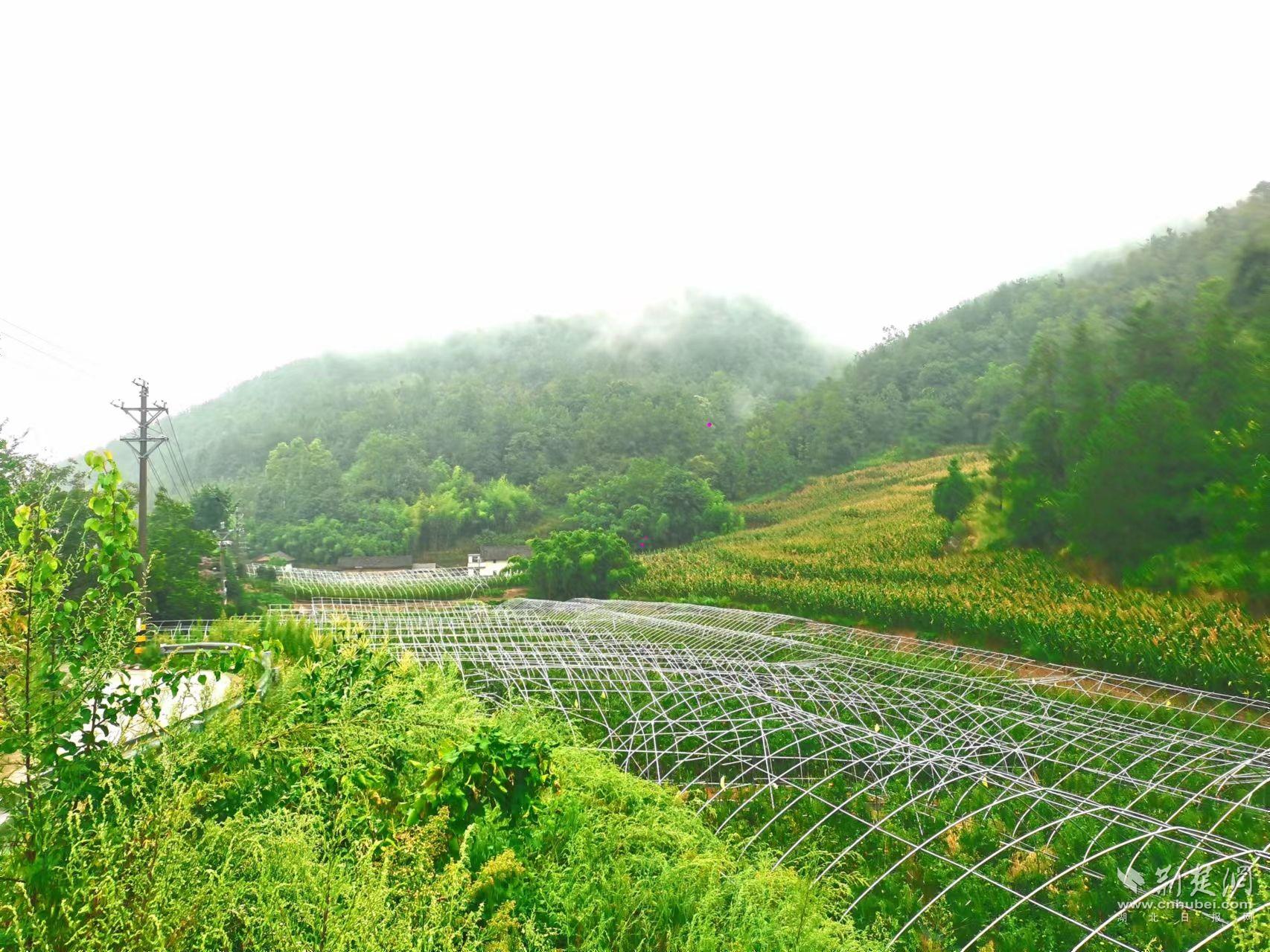 田園果園山間藏秀.jpg.jpg
