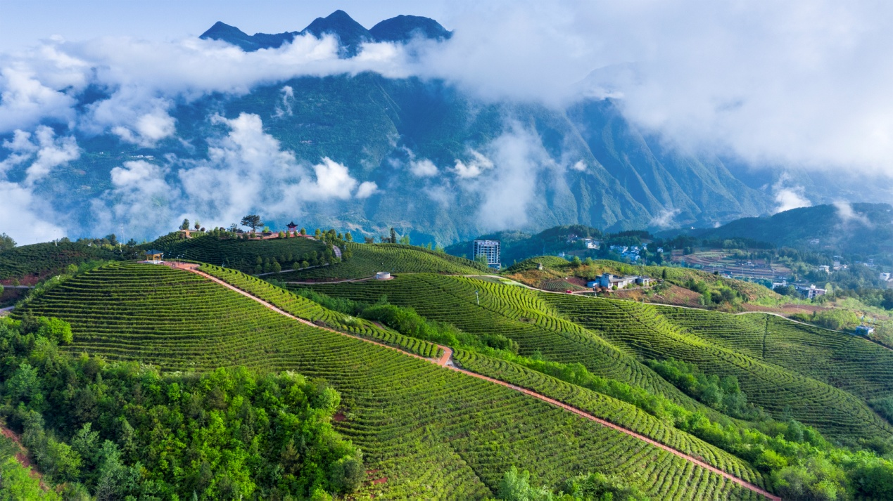 云霧茶山 （譚春魁 攝）.png.png