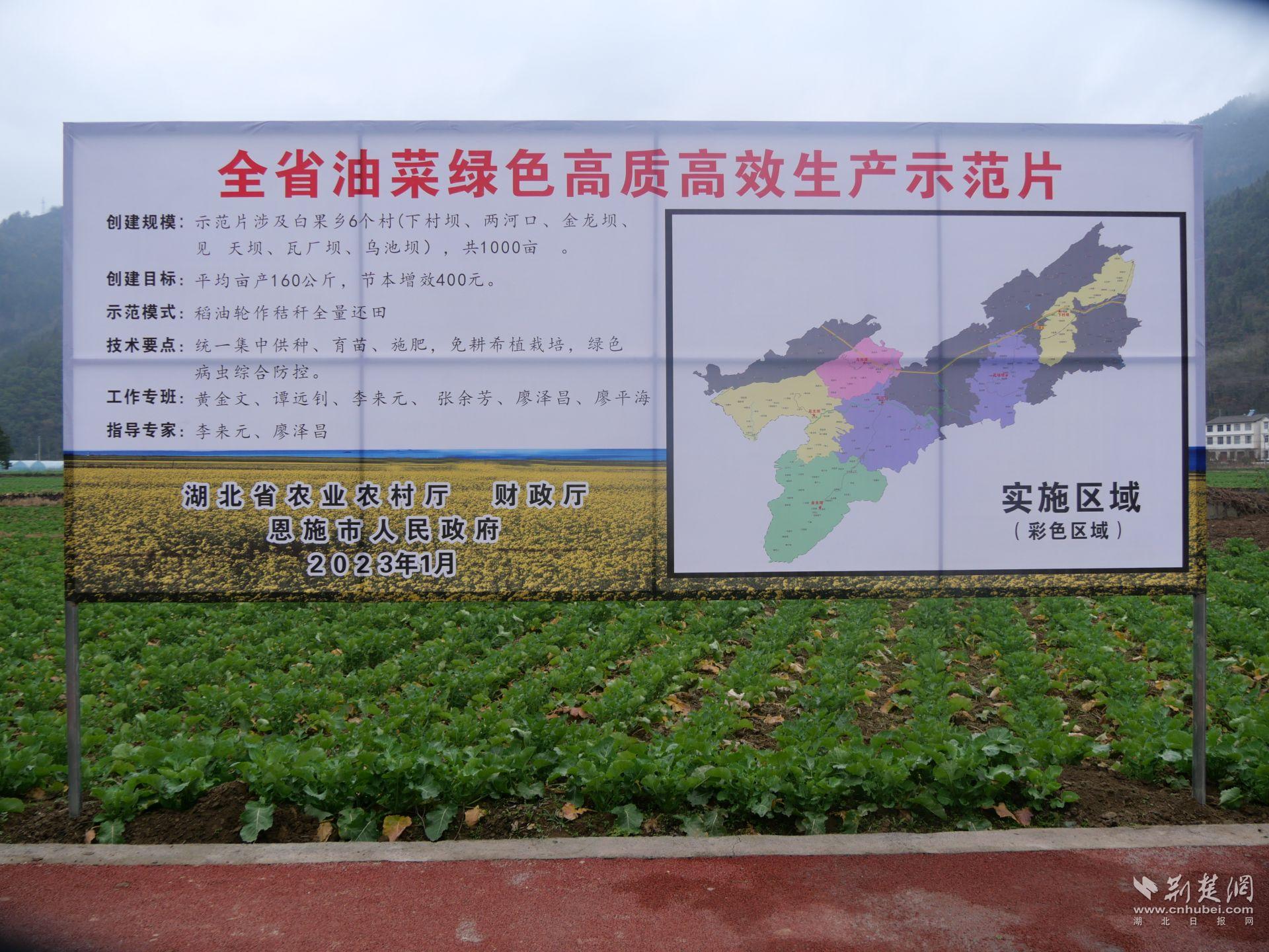 白果鄉(xiāng)油菜綠色高質(zhì)高效生產(chǎn)示范片.jpg.jpg
