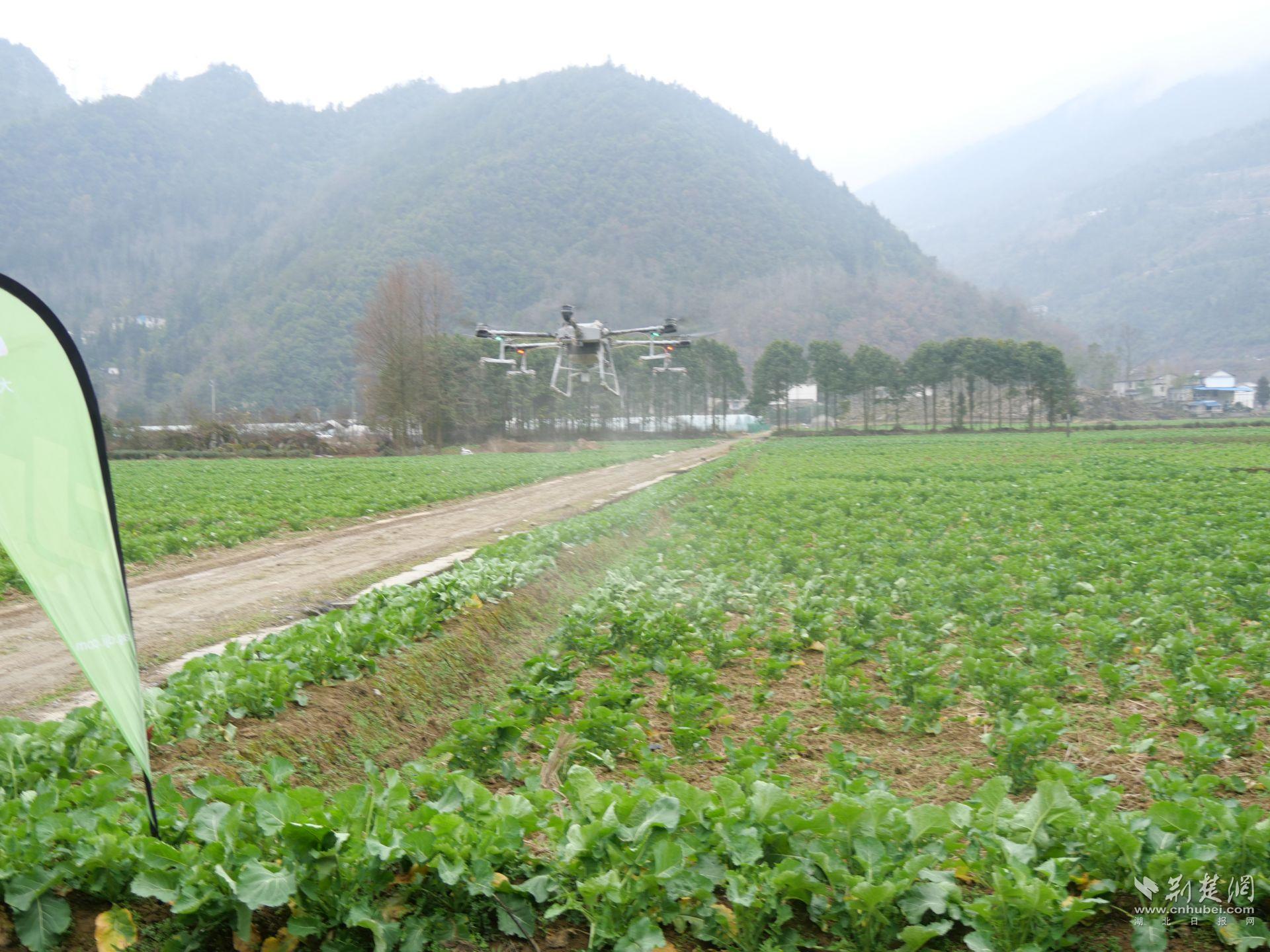 無(wú)人機(jī)在田壟上噴灑農(nóng)藥.jpg.jpg