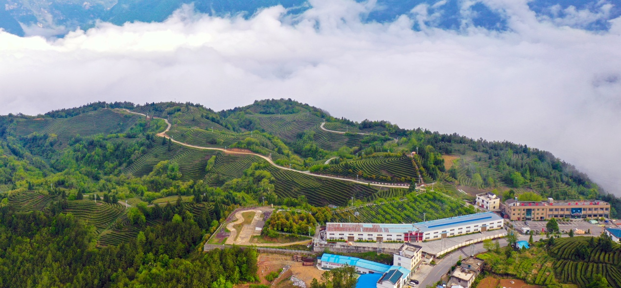 遙望茶山云霧繞，綠茶飄香鏵廠埡 （馬廬山 攝）.png.png