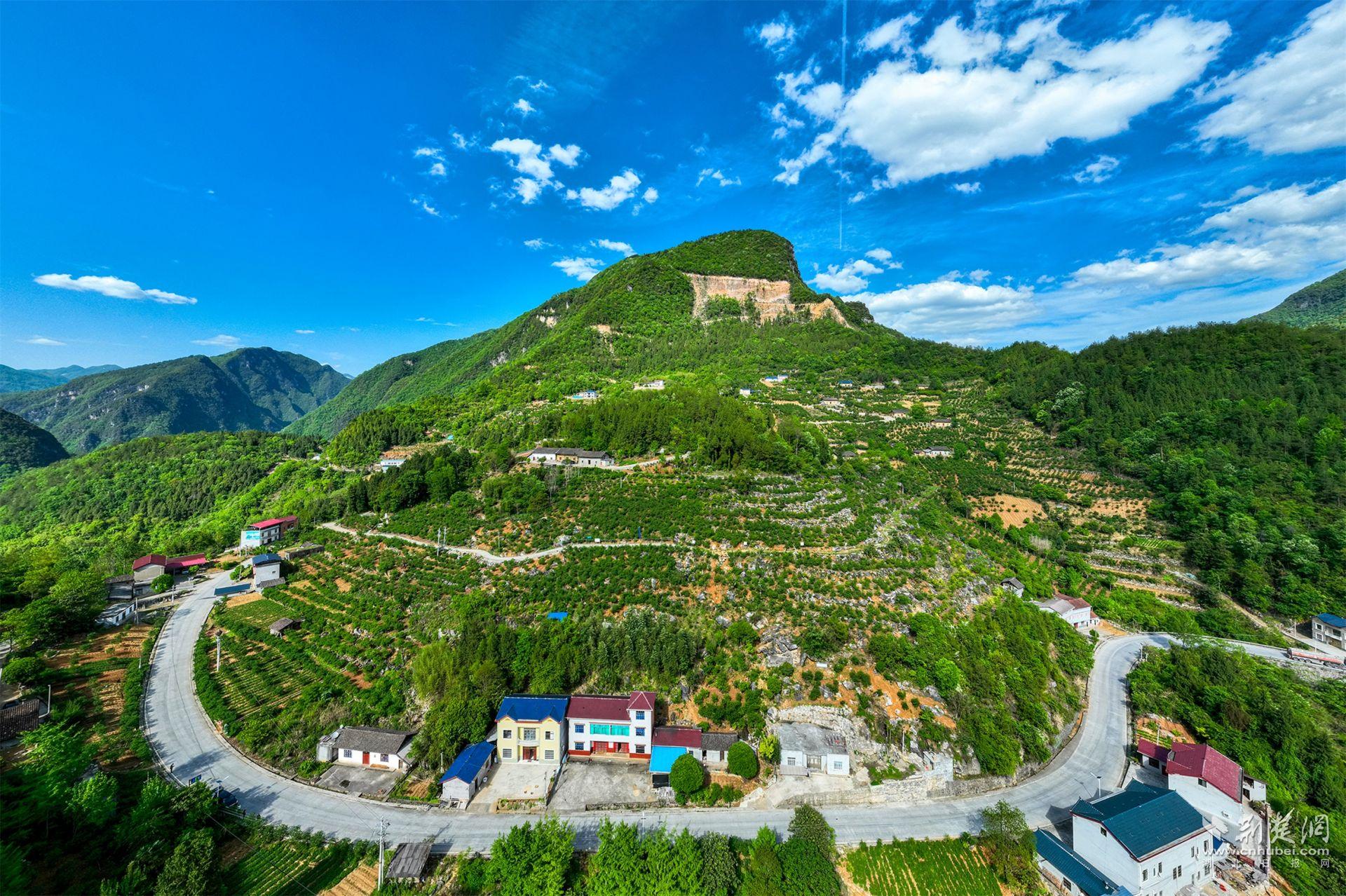 野三關(guān)鎮(zhèn)耳鄉(xiāng)灣村木瓜基地.jpg.jpg
