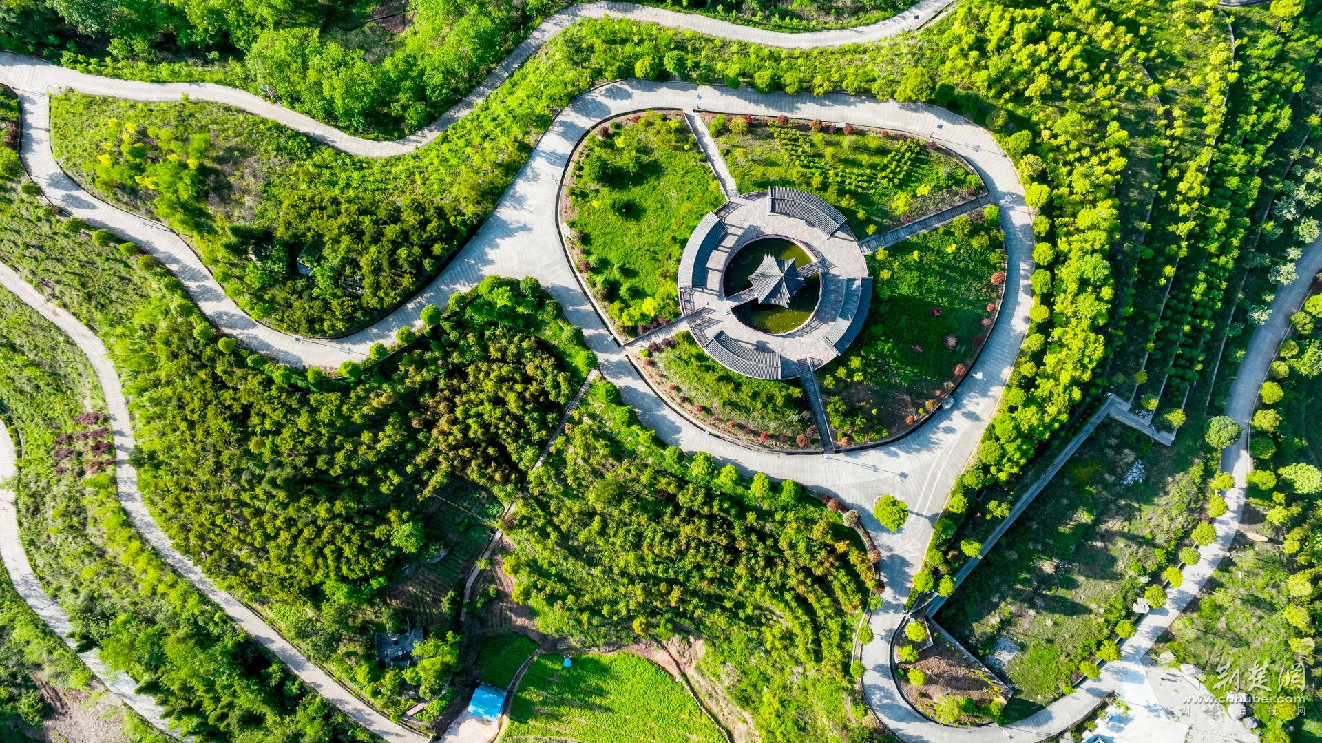 溪丘灣鄉(xiāng)溪丘灣村茶葉基地.jpg.jpg