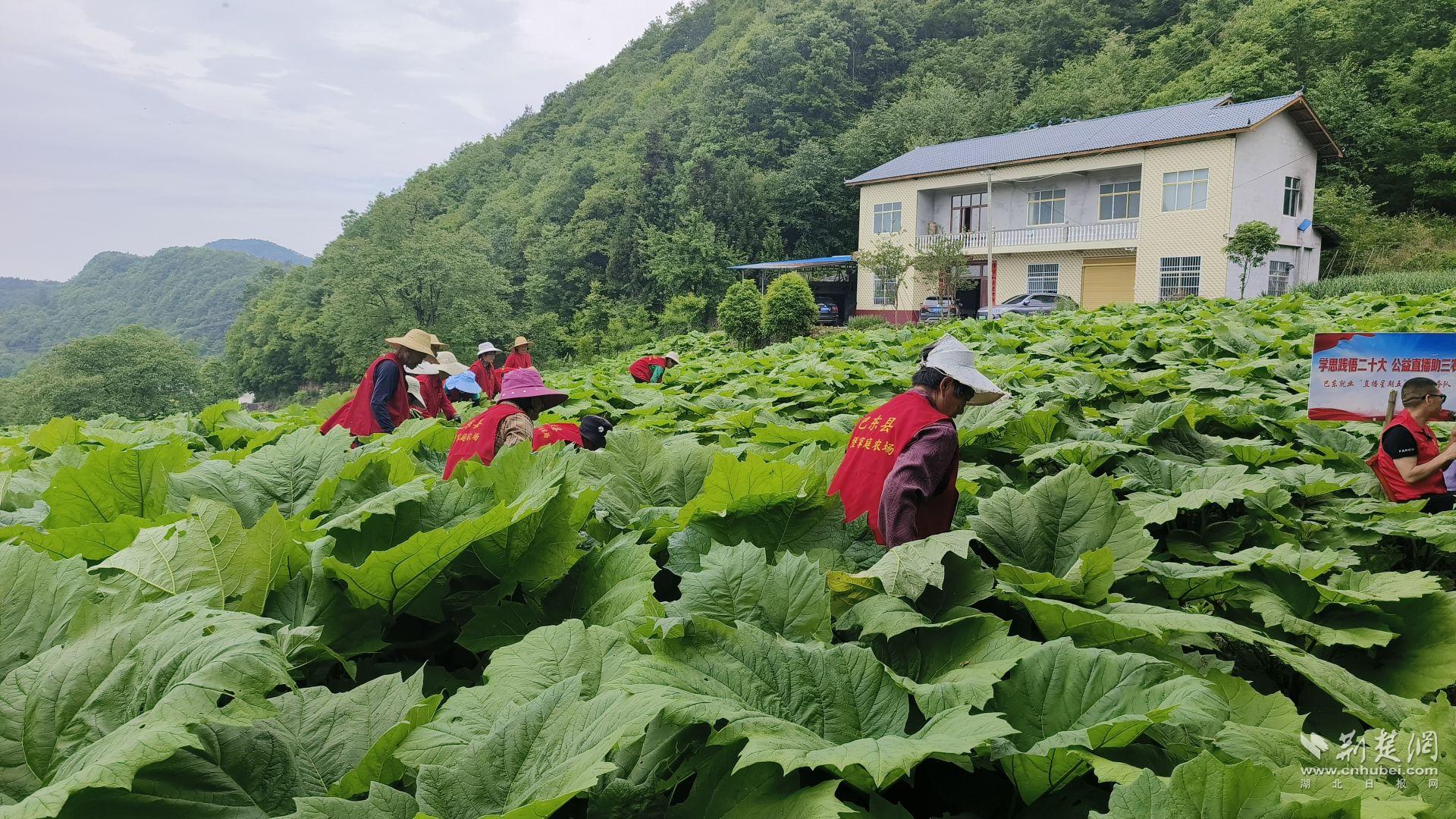 硒堡家庭農(nóng)場(chǎng)工人給藥材除草.jpg.jpg