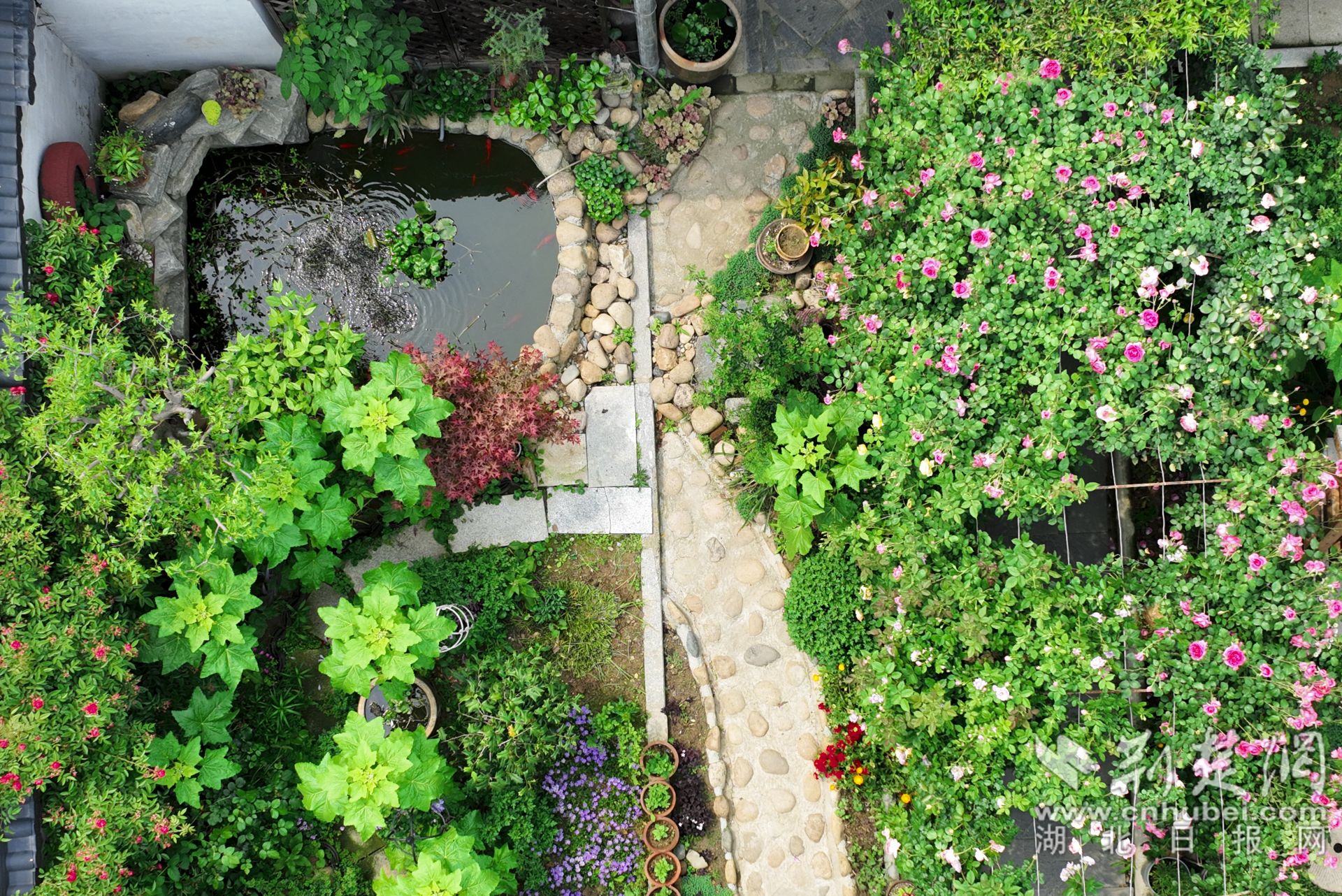 張琴將自家的庭院裝點的郁郁蔥蔥，繁花似錦，可謂一步一景。.jpg.jpg
