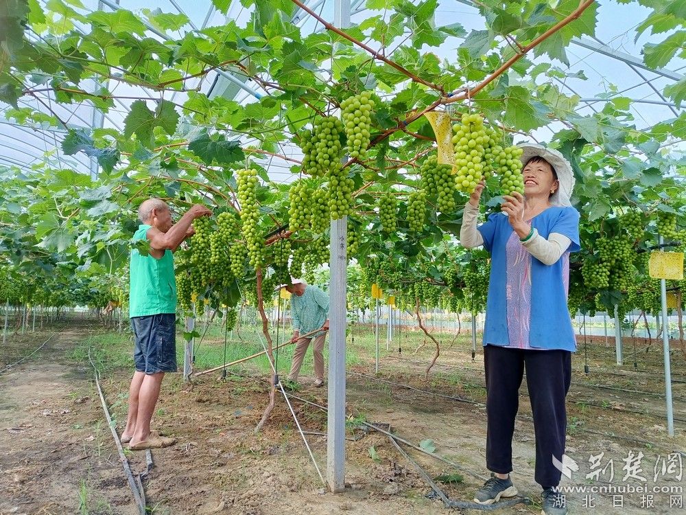 西王村陽光玫瑰葡萄園。通訊員 程愛華 攝.jpg.jpg