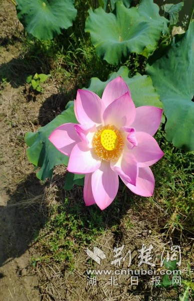 圖片 4.jpg