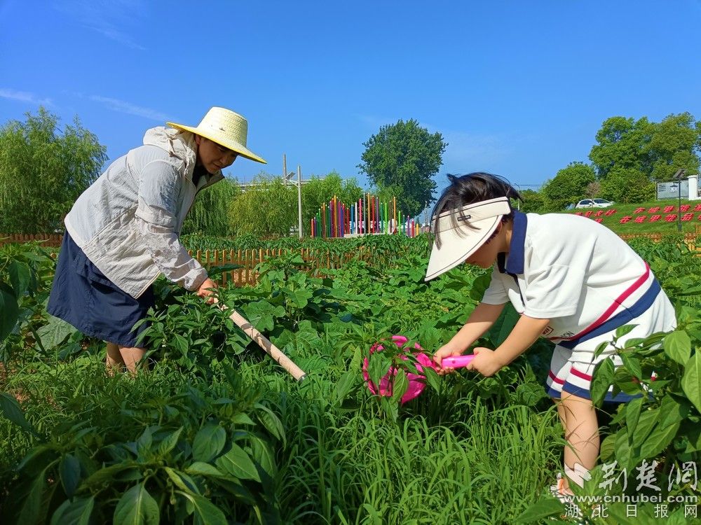 市民帶孩子在共享菜園里鋤草、澆水。通訊員 程愛華 攝.jpg.jpg