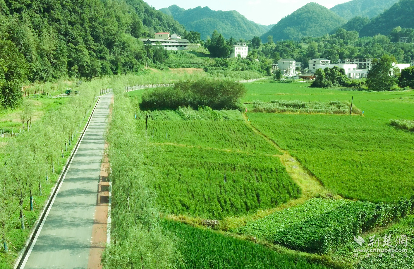 環(huán)形彩道兩旁柳樹隨風(fēng)起舞.png.png