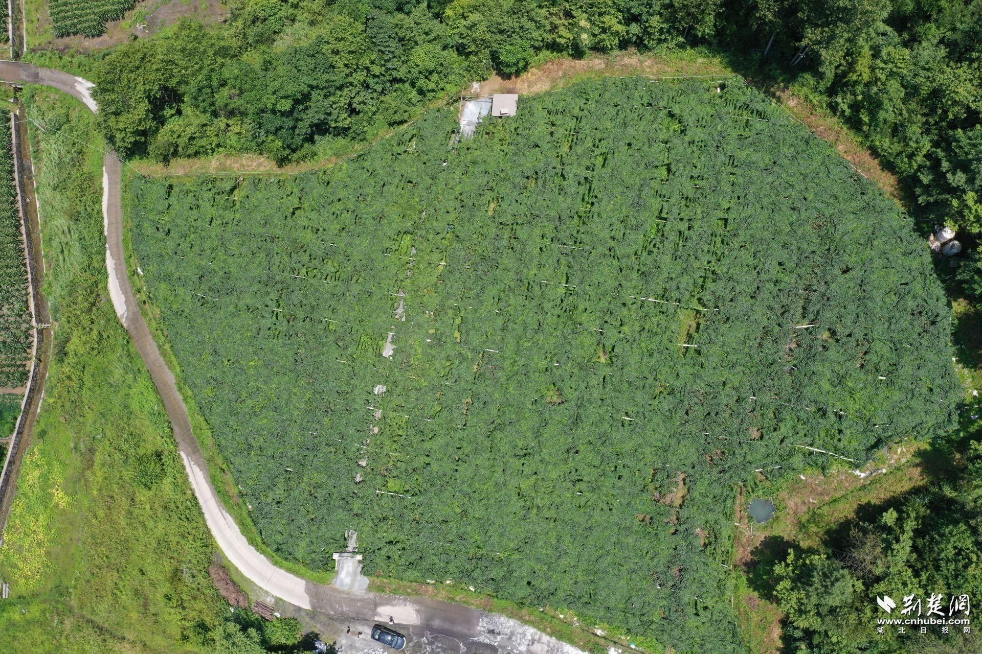 DJI_0733.JPG.JPG