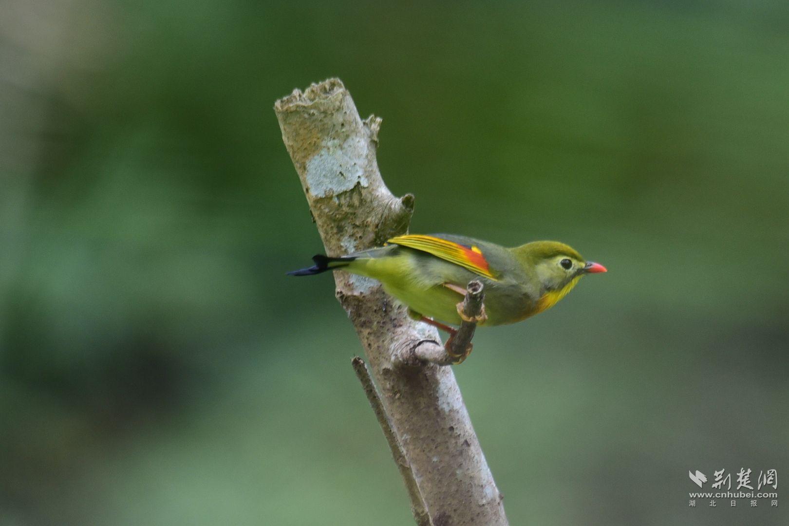 紅嘴相思鳥 馮林 攝.jpg.jpg