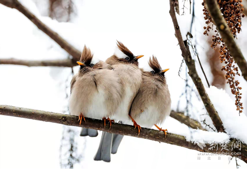 白領(lǐng)鳳鹛.png.png