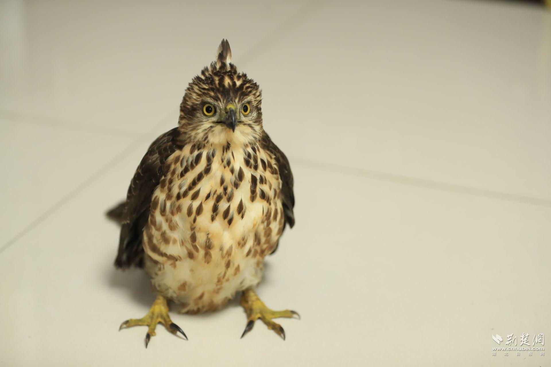 02 受傷后的鳳頭鷹 吳以紅 攝.jpg.jpg