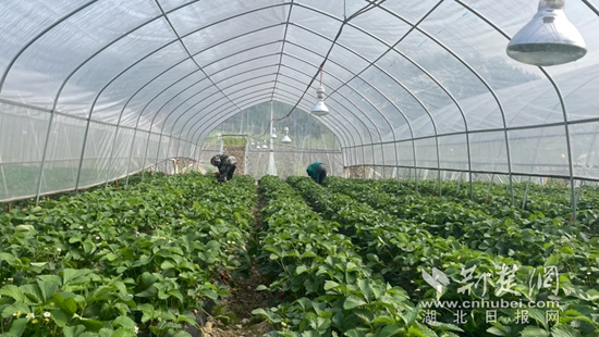 通羊鎮(zhèn)嶺下村：黨建引領聚合力 合作經營謀新篇2.jpg