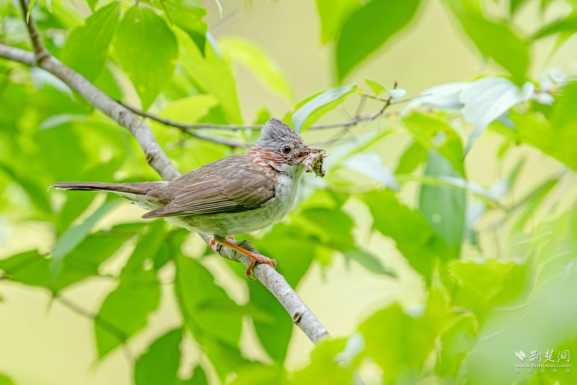 栗頸鳳鹛 牛呈生 攝.jpg.jpg