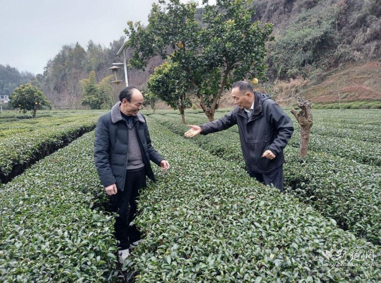 農(nóng)技專家在恩施市芭蕉侗族鄉(xiāng)茶園里查看茶葉長勢。（通訊員 楊子漩 供圖）.jpg.jpg