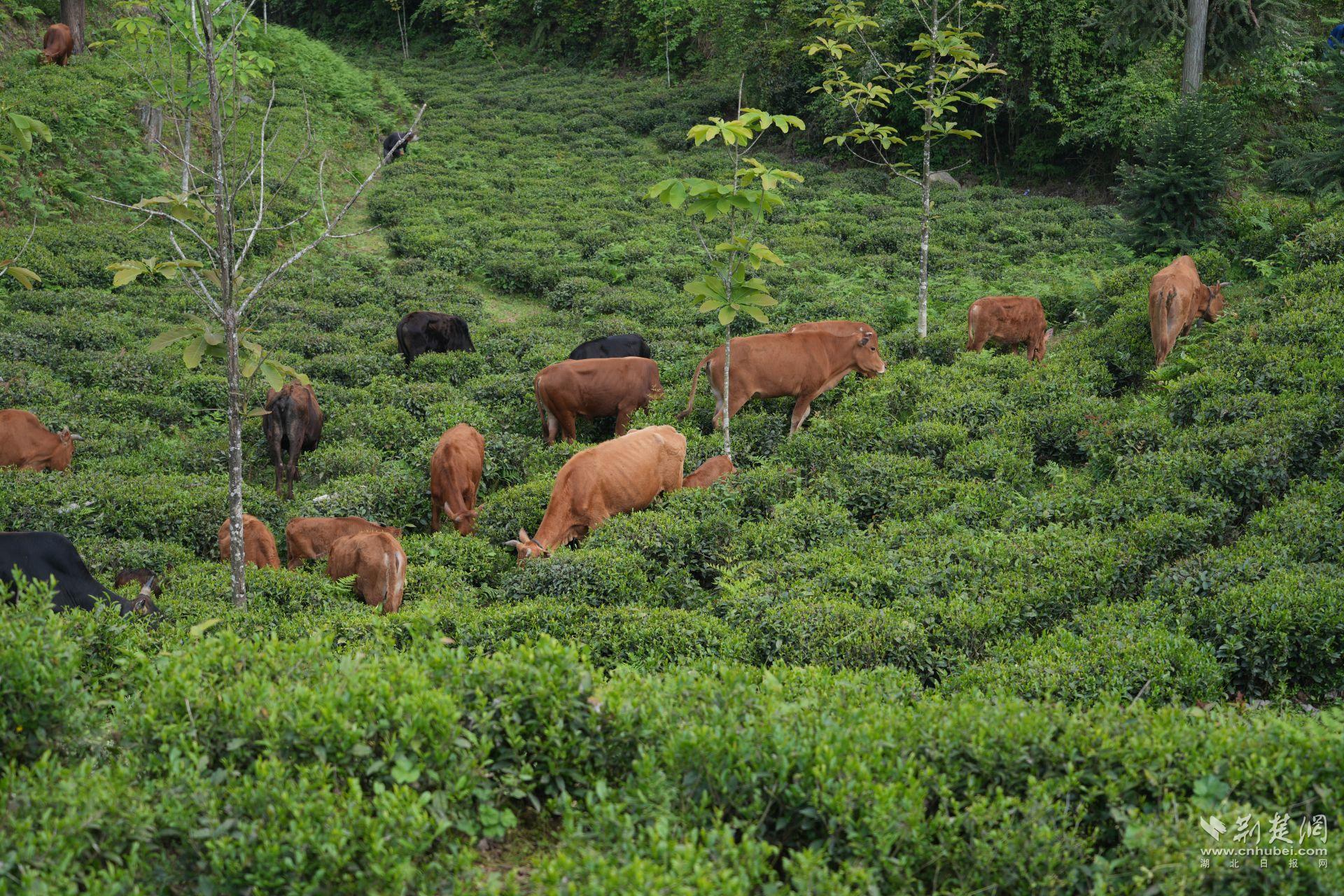 茶園里的黃牛.JPG.JPG