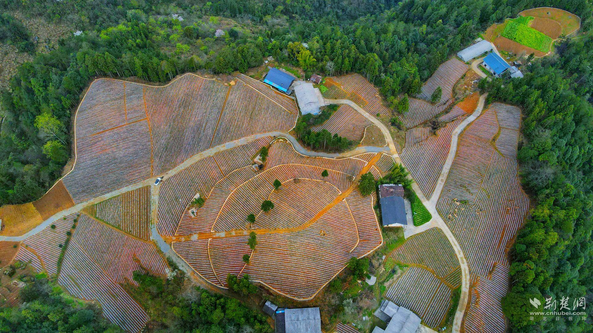 石林村錦繡谷組的60畝連片土豆基地。.jpg.jpg