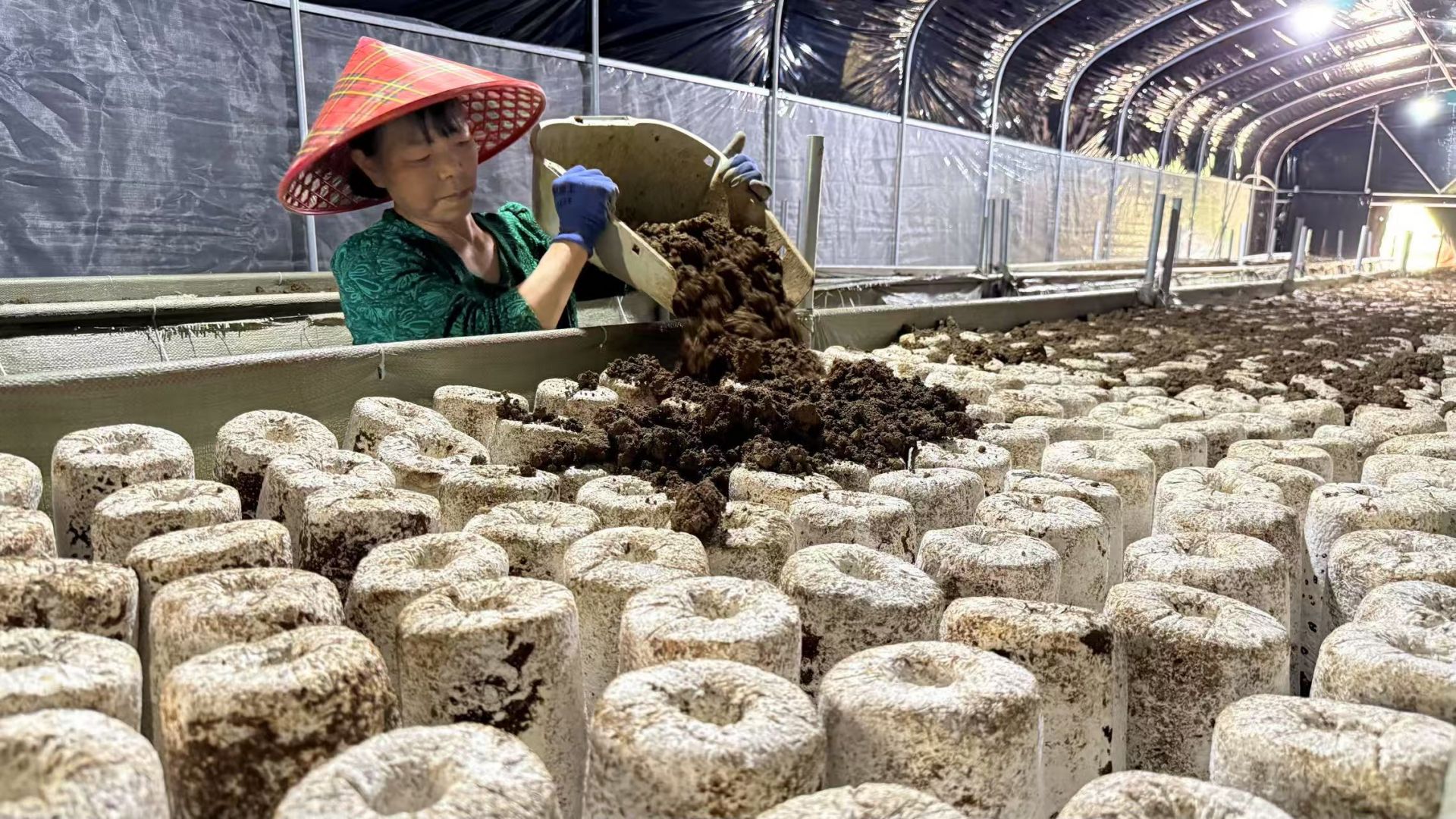 龍宗玉正在給菌棒覆土。.jpg.jpg