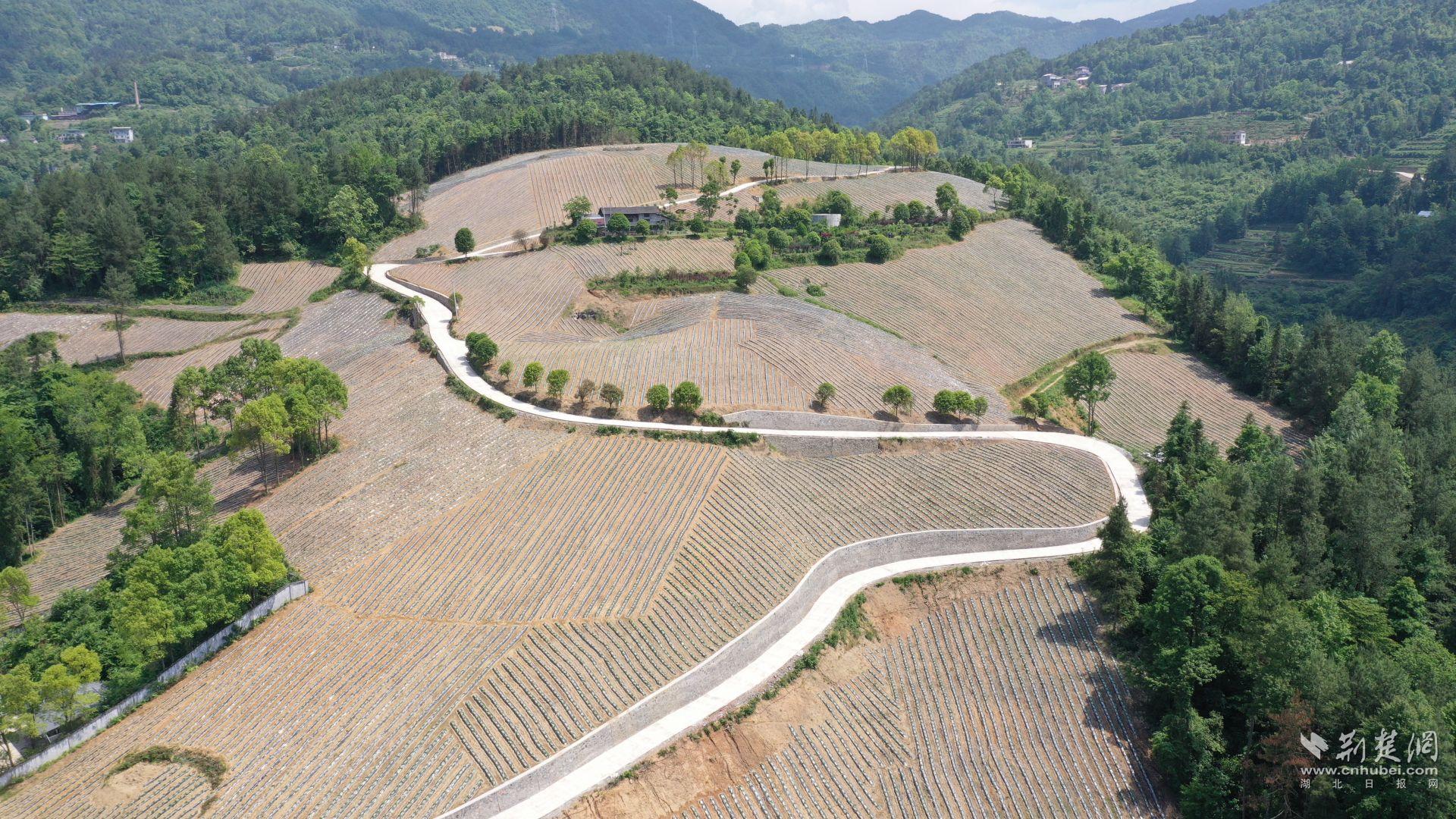珠山鎮(zhèn)全域國土綜合整治項(xiàng)目高標(biāo)準(zhǔn)農(nóng)田.JPG.JPG