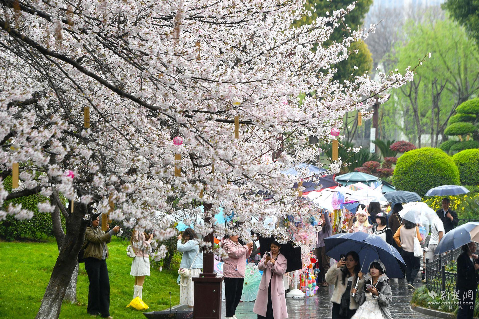 市民在堤角公園雨中賞櫻，1300余株櫻花按花期分為早、中、晚三期，紅粉白綠四色交織，花期可持續(xù)至四月上旬，游客總能找到心頭好.j