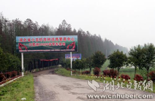 白鷺湖農(nóng)場關(guān)山分場小龍蝦萬畝繁養(yǎng)基地_副本.jpg
