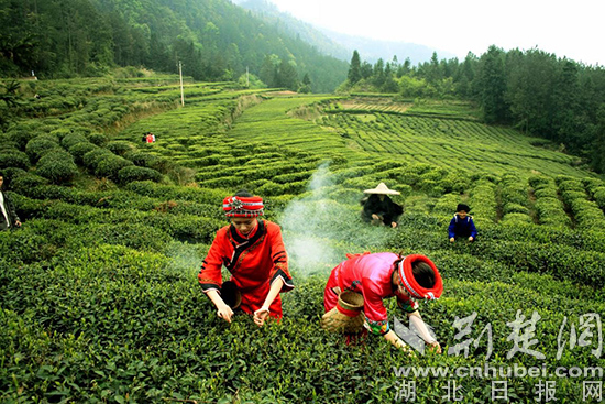 圖片注釋：利川紅茶基地 唐旭攝.jpg