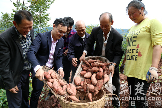 圖（3）貧困村沙丘蜜薯豐收_副本.jpg