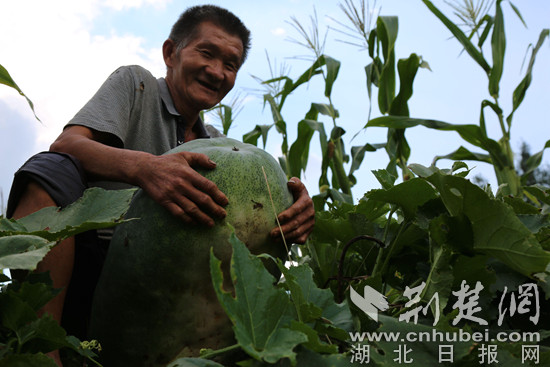 圖為種植冬瓜豐收通訊員向繼武攝影_副本.jpg